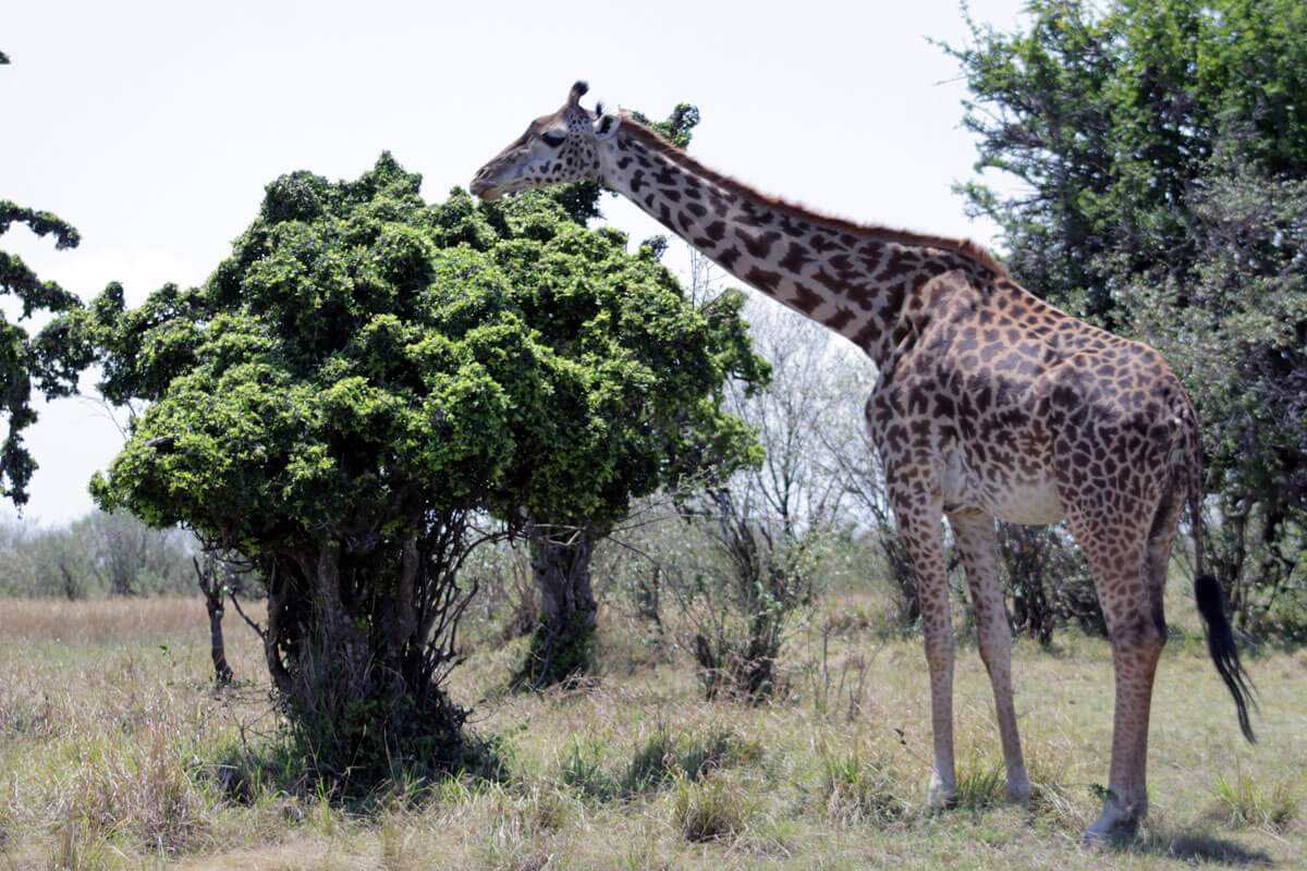 Tanzania