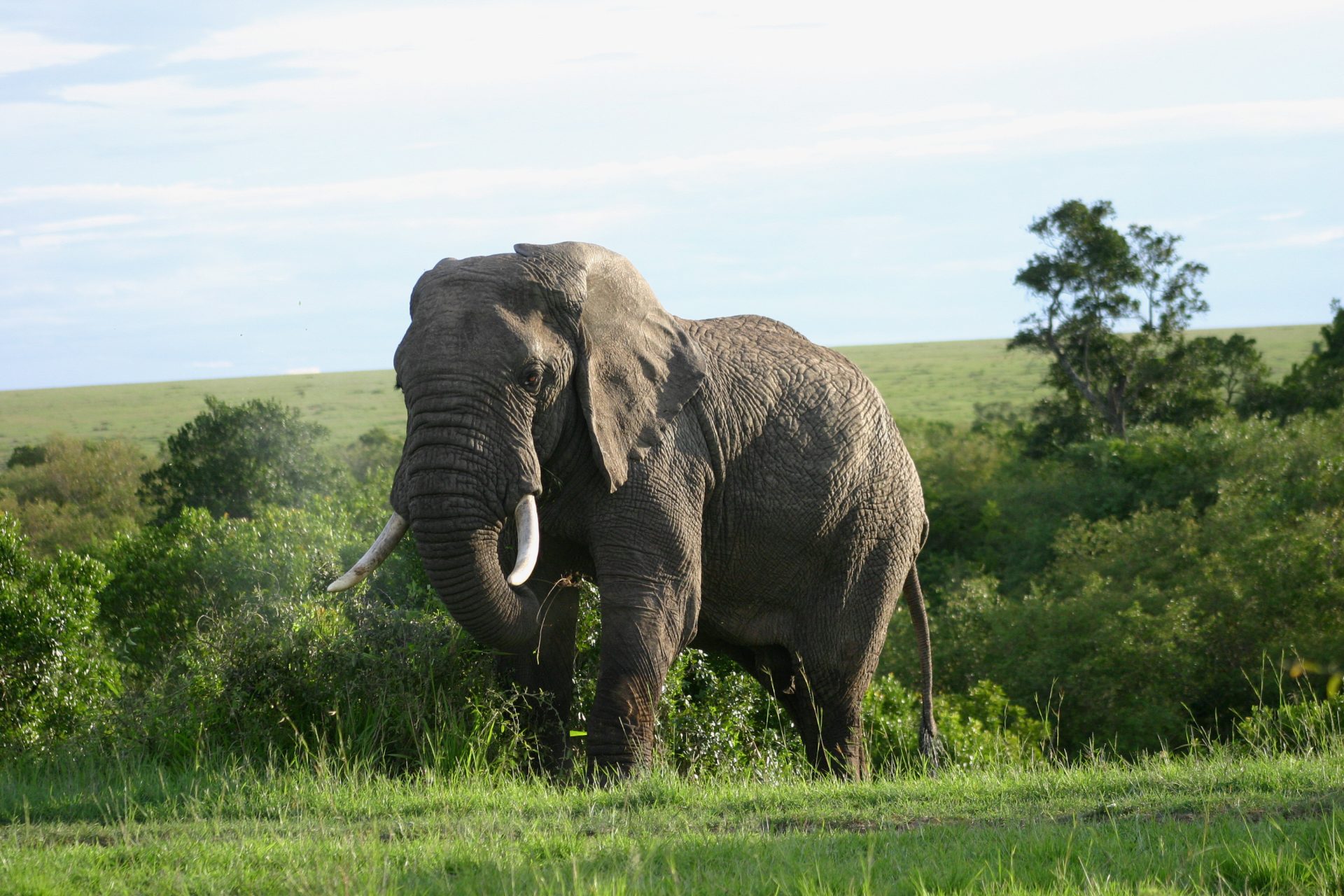 10-Day Uganda & Kenya Combined Safari