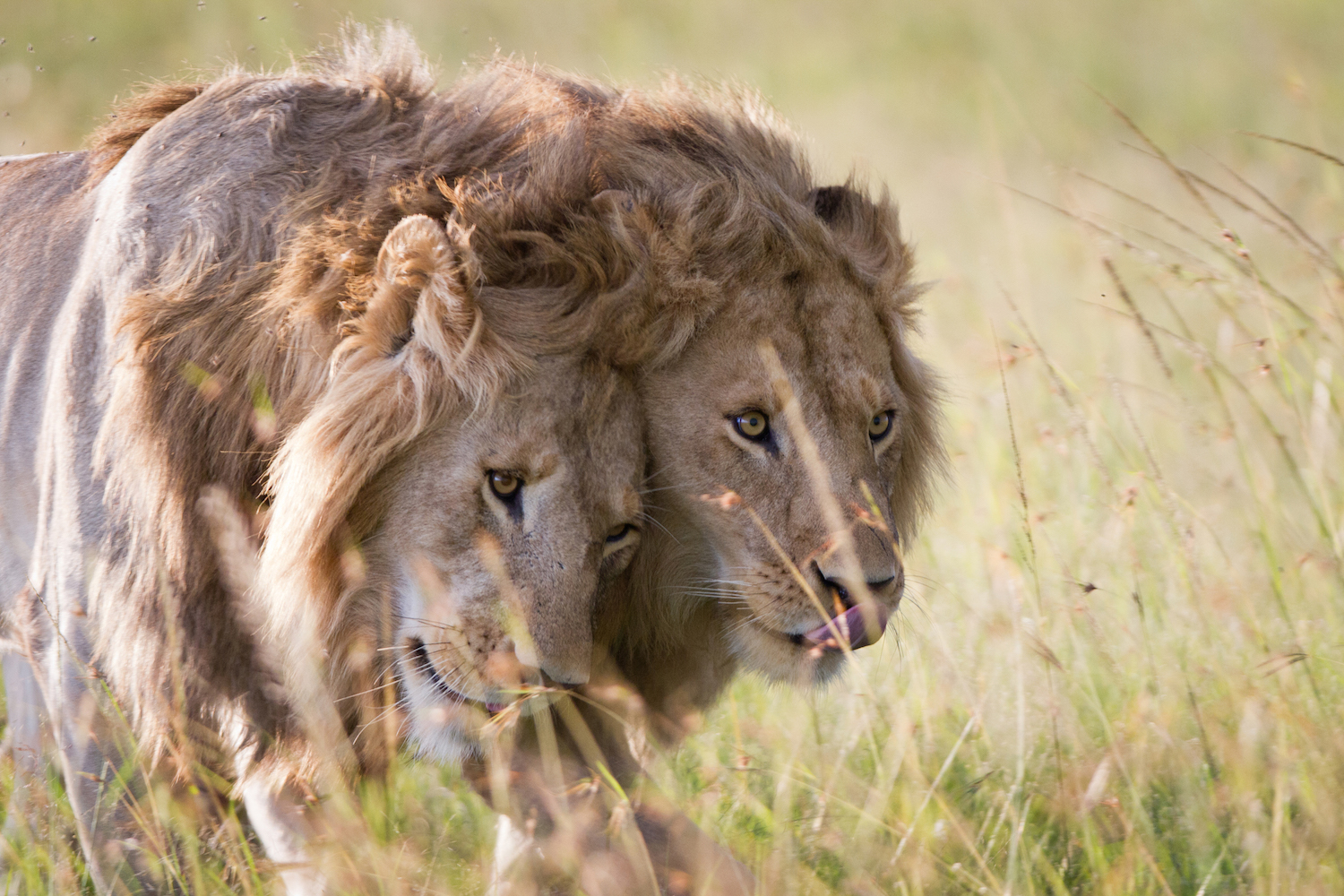 7-Day Kenya Classic Safari