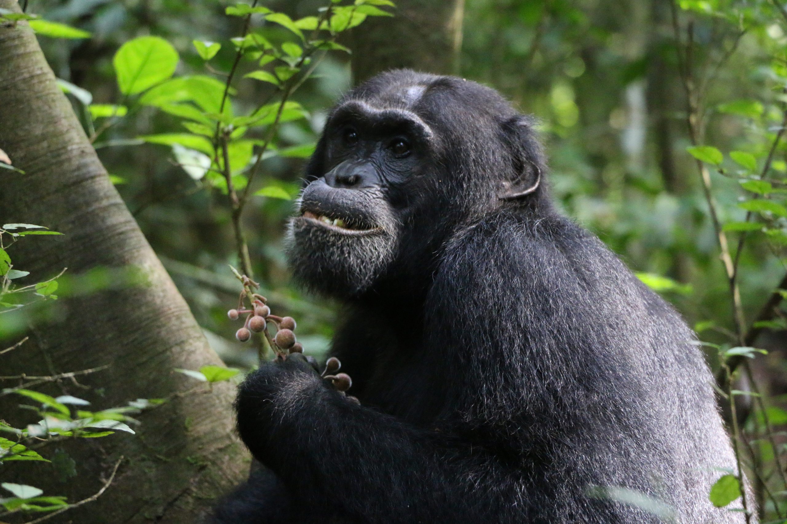 5-Day Murchison Falls & Chimpanzee Safari