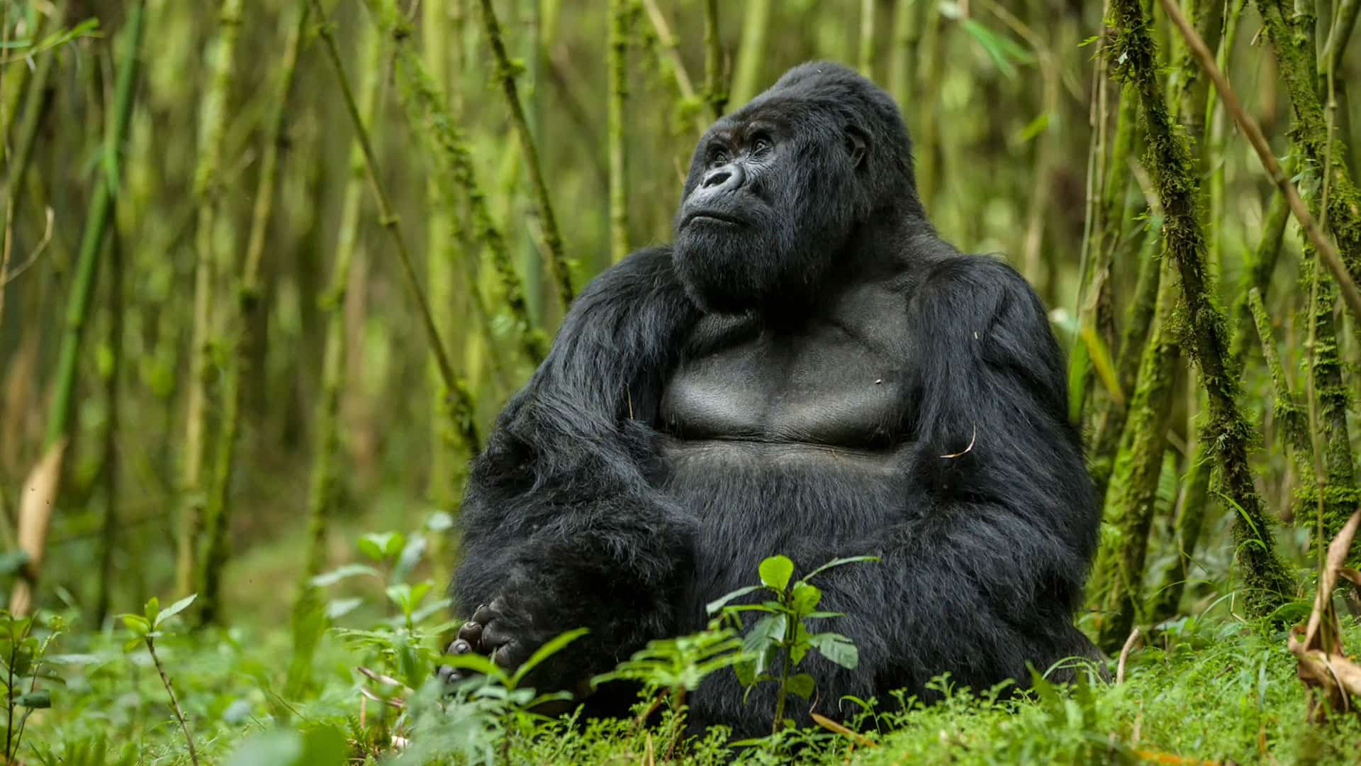 7-Day Uganda & Rwanda Gorilla Trekking Safari