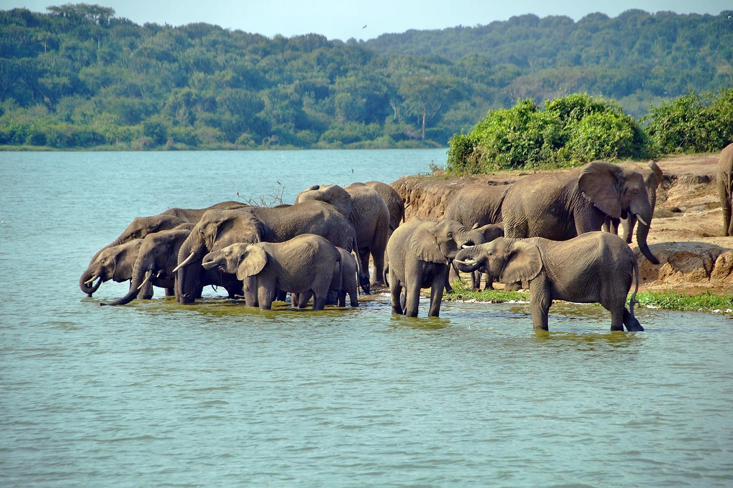 7-Day Uganda & Kenya Highlights Safari