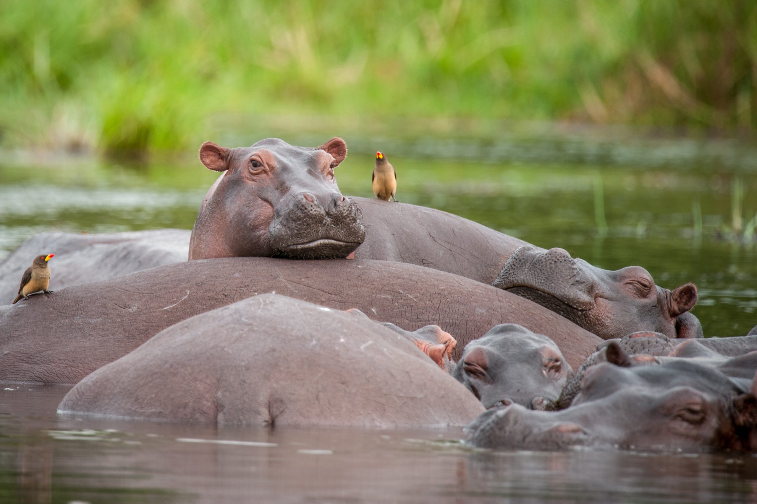 10 Days Best of Uganda Wildlife Safari – Gorillas, Chimpanzees, Big Five & River Nile Adventure