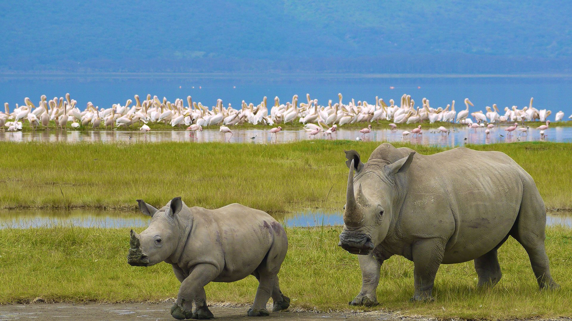 5-Day Maasai Mara & Lake Nakuru Safari