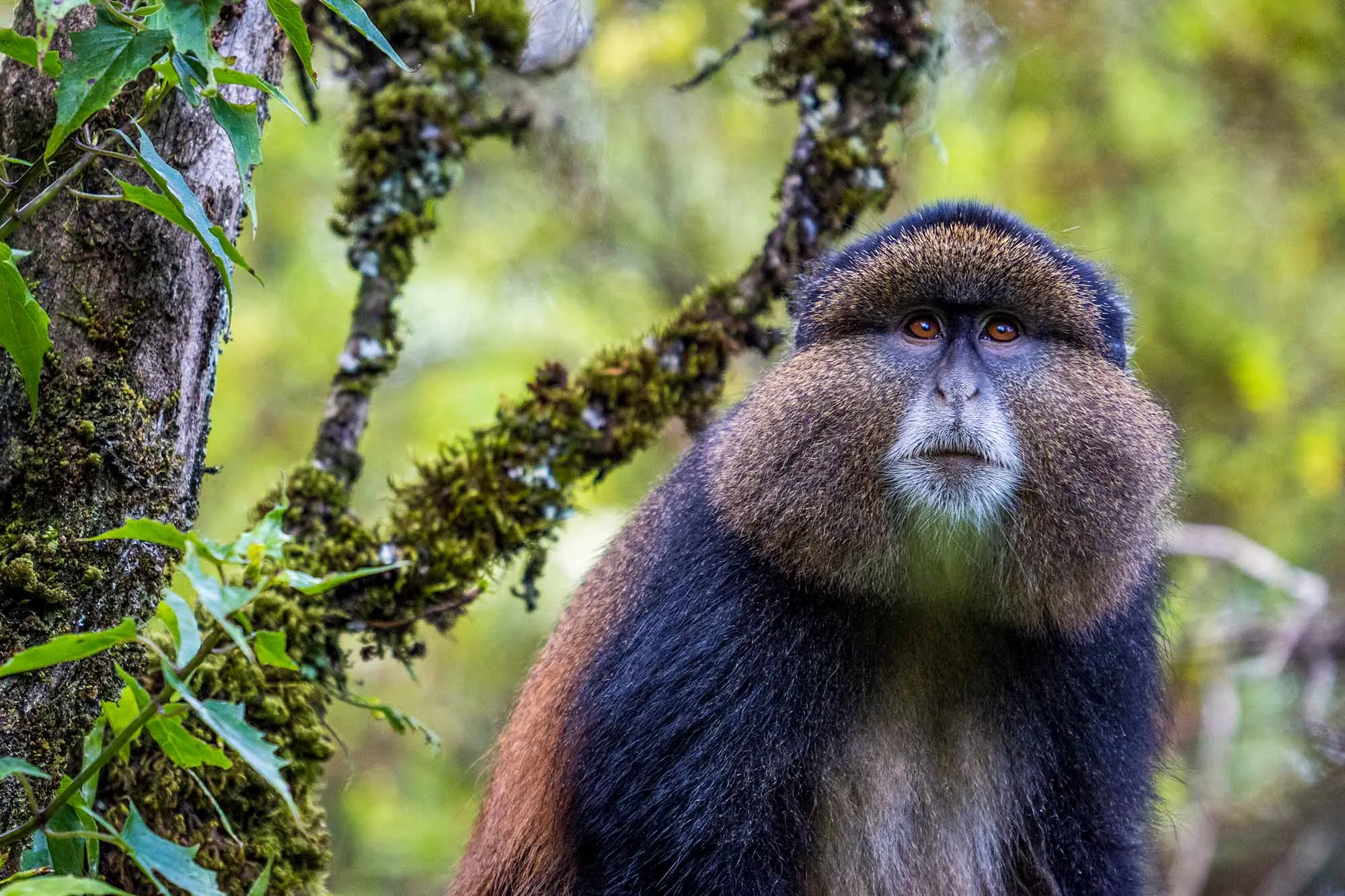 3-Day Fly-in Gorilla Trekking and Golden Monkey Safari in Mgahinga Gorilla National Park