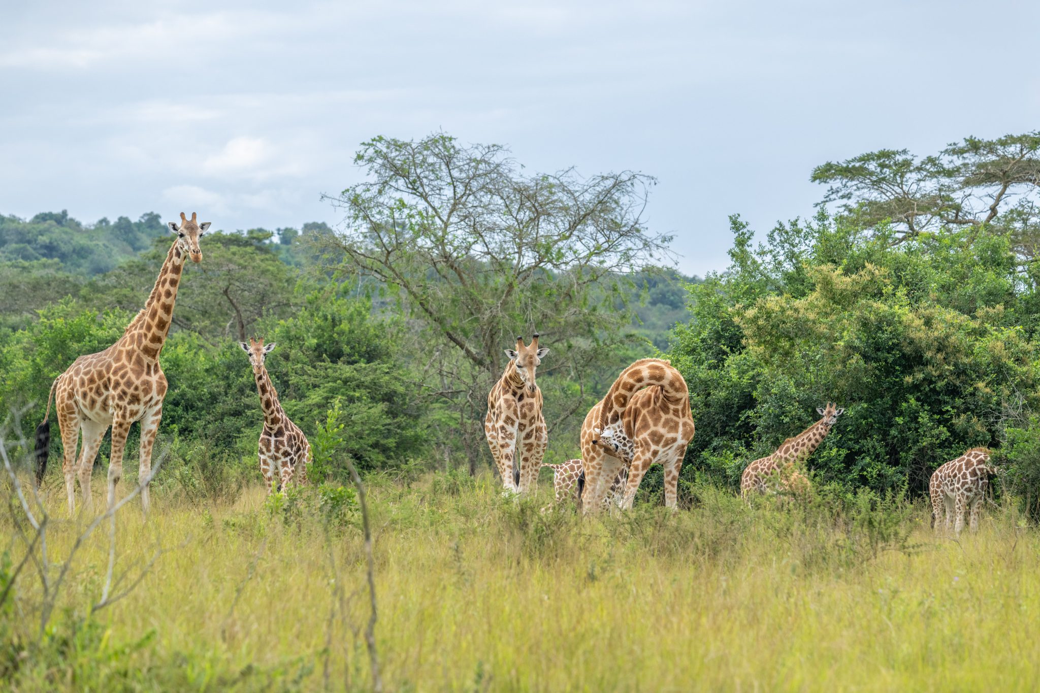 10-Day Best of Uganda Safari