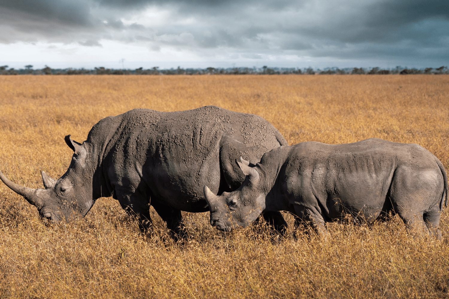 10-Day Kenya Grand Circuit Safari