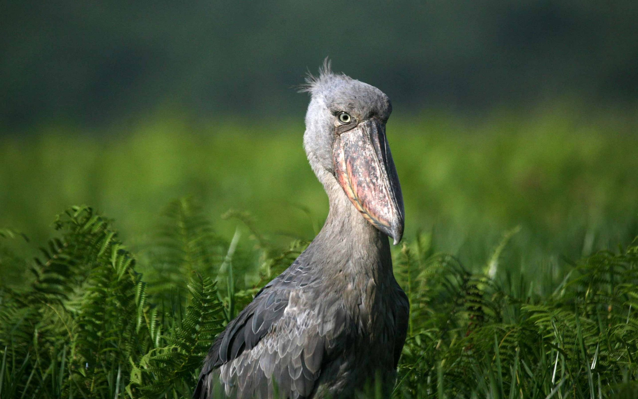 12-Day Uganda Birding & Primates Safari
