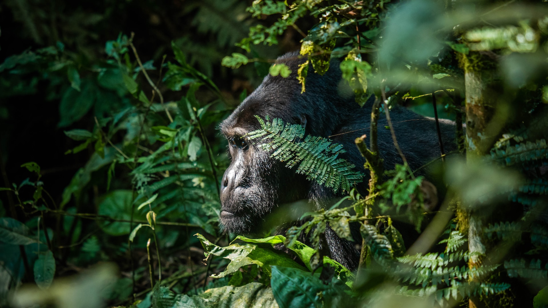 3-Day Fly-in Gorilla Trekking Safari in Bwindi Impenetrable National Park