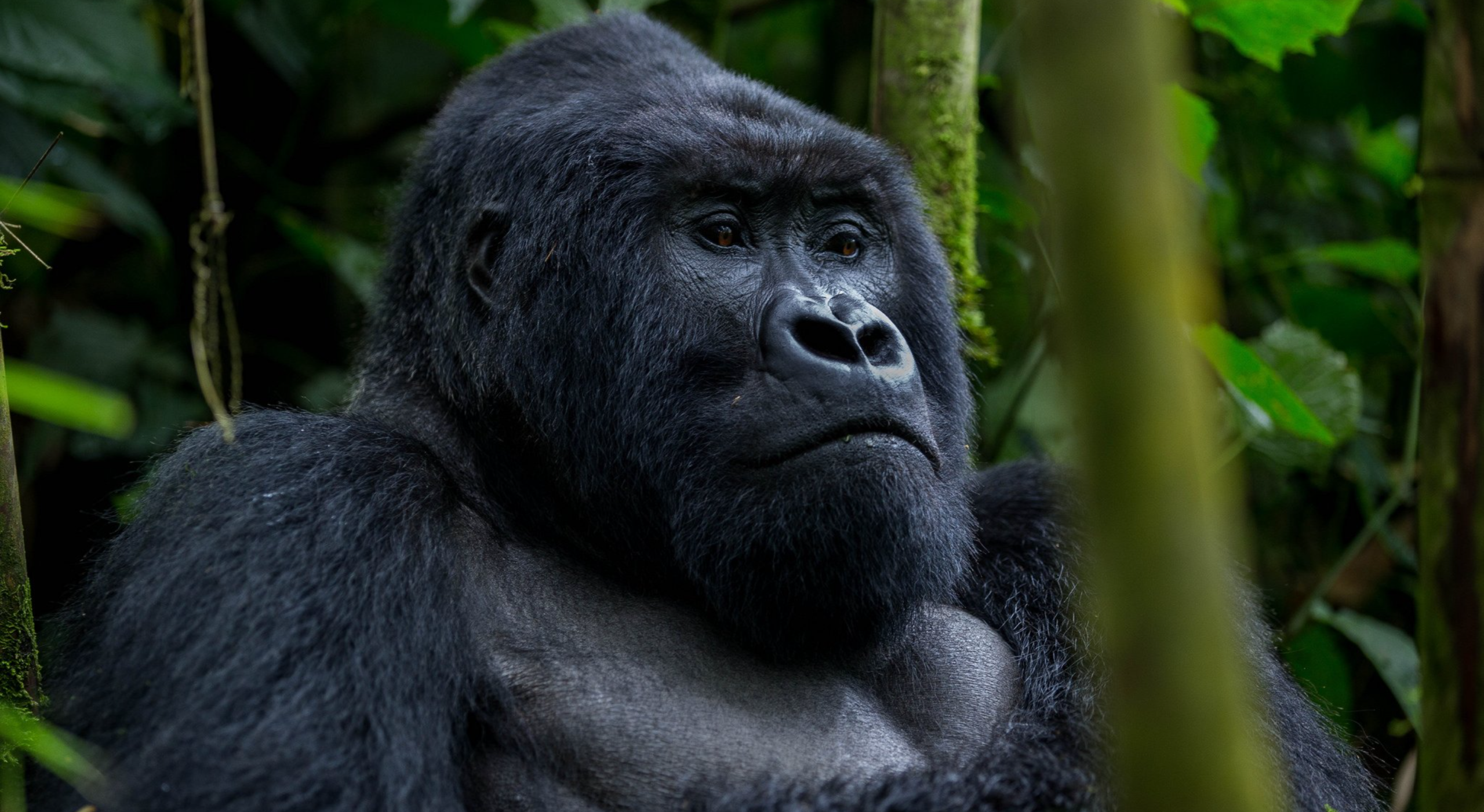 7-Day Uganda Wildlife & Gorilla Safari