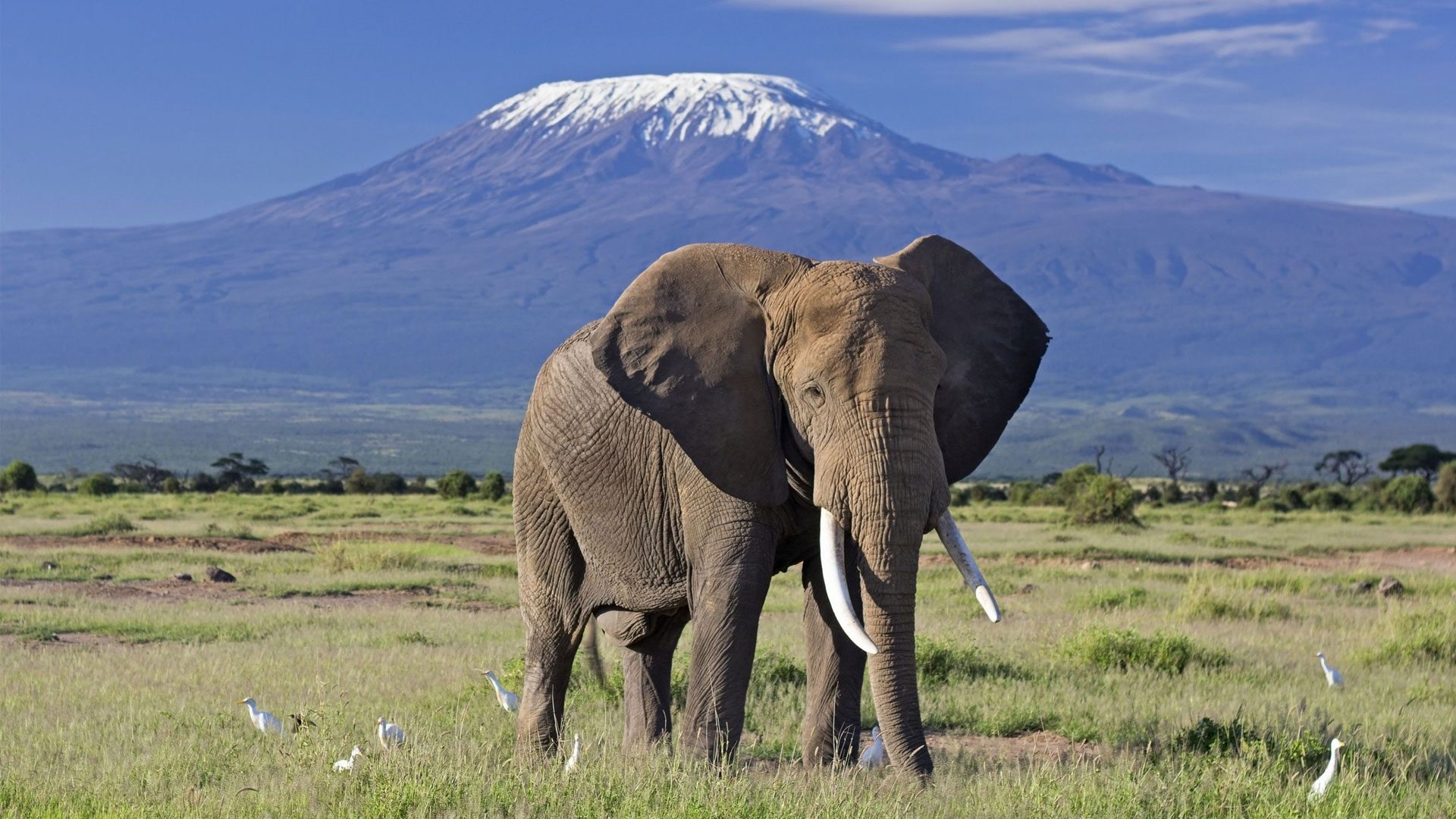 5-Day Amboseli & Maasai Mara Safari