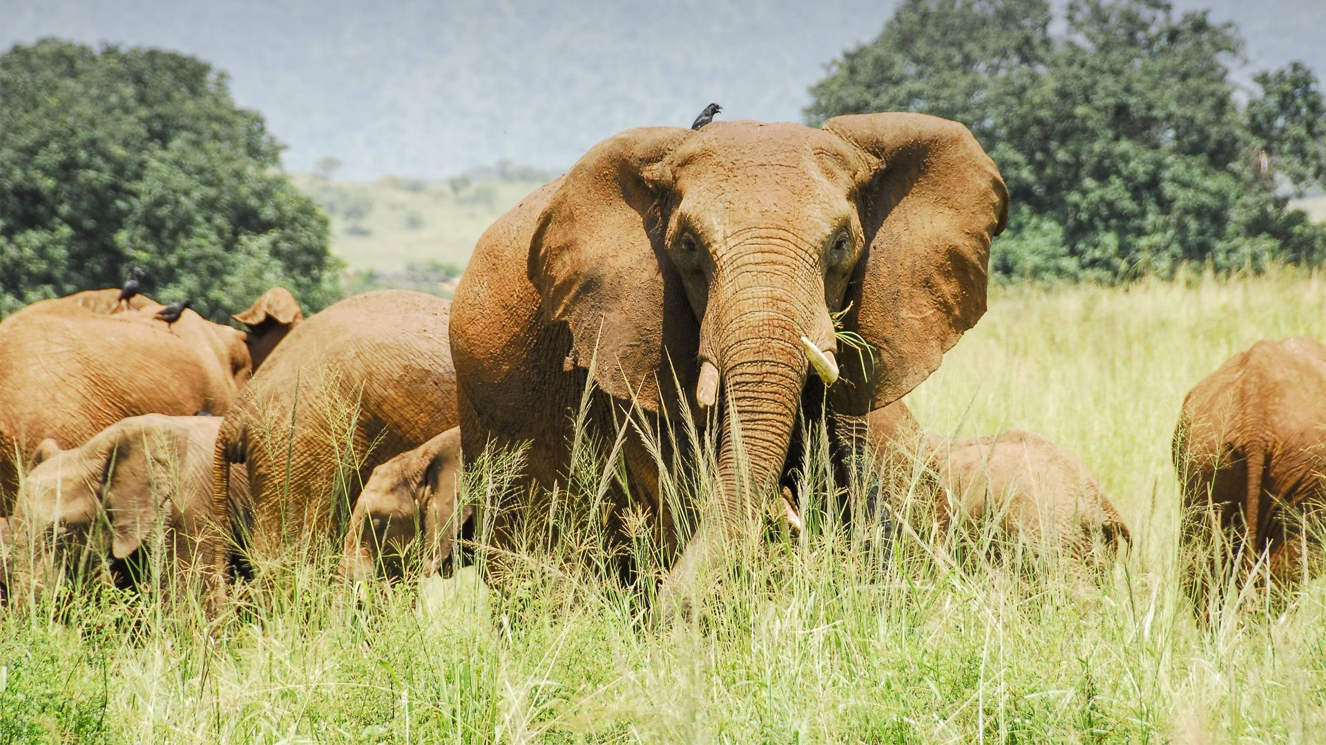 10-Day Uganda Wildlife Safari to Kidepo Valley National Park