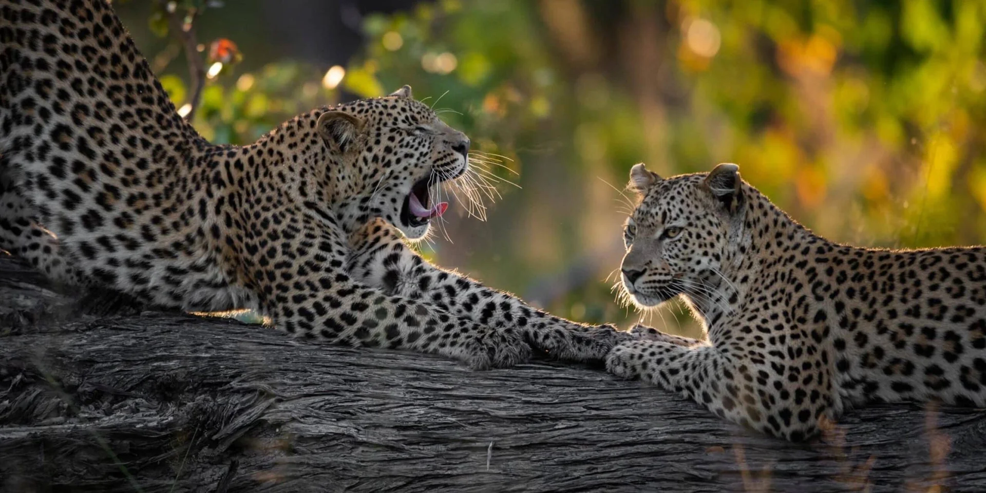 12-Day East African Wildlife & Cultural Experience Safari