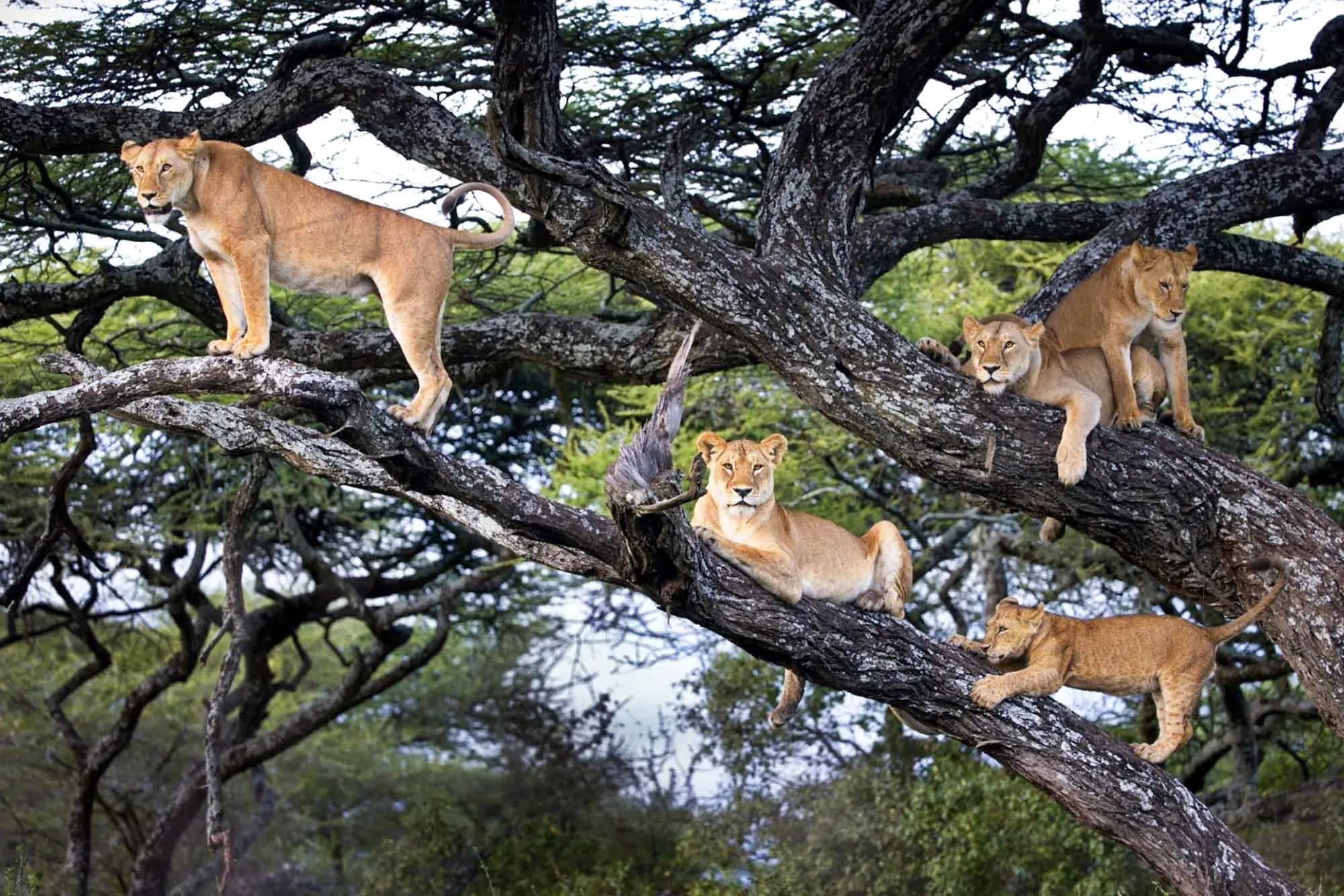 5-Day Gorillas & Queen Elizabeth Safari