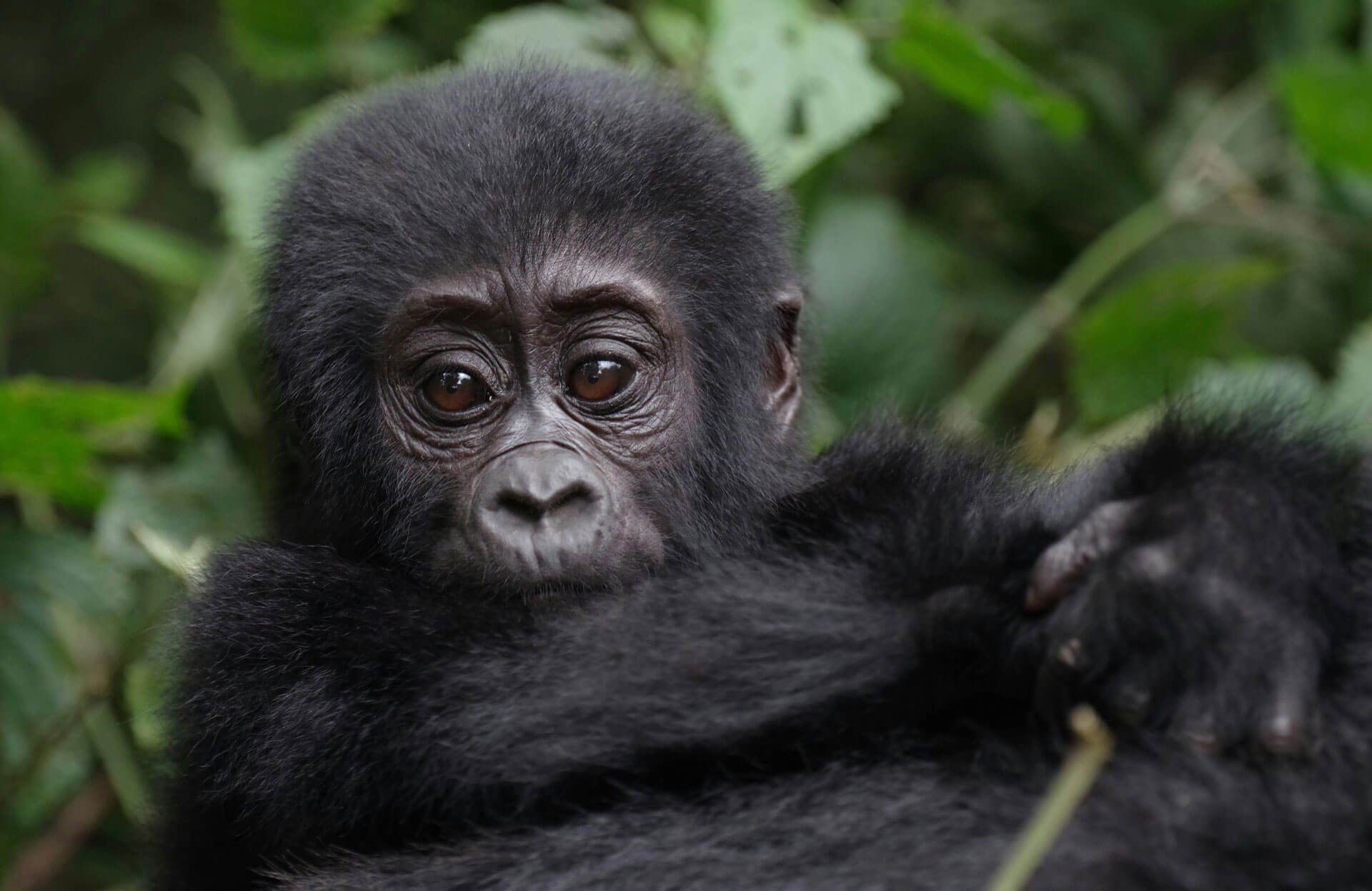 5-Day Gorilla Trekking & Maasai Mara Fly-in Safari