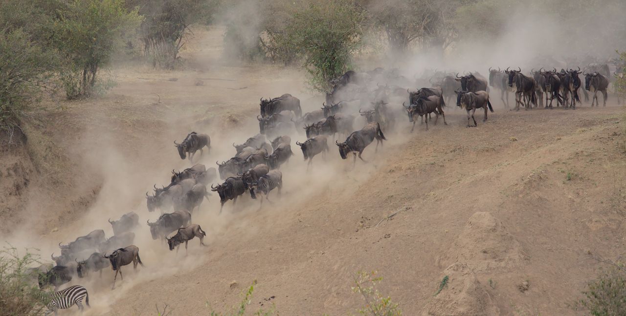 3-Day Maasai Mara Safari Experience Kenya's