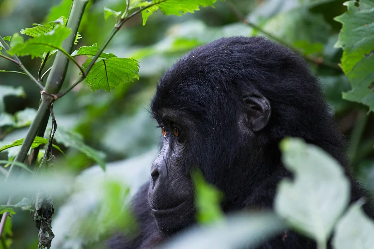 3-Day Gorilla Trekking Safari in Bwindi Impenetrable National Park