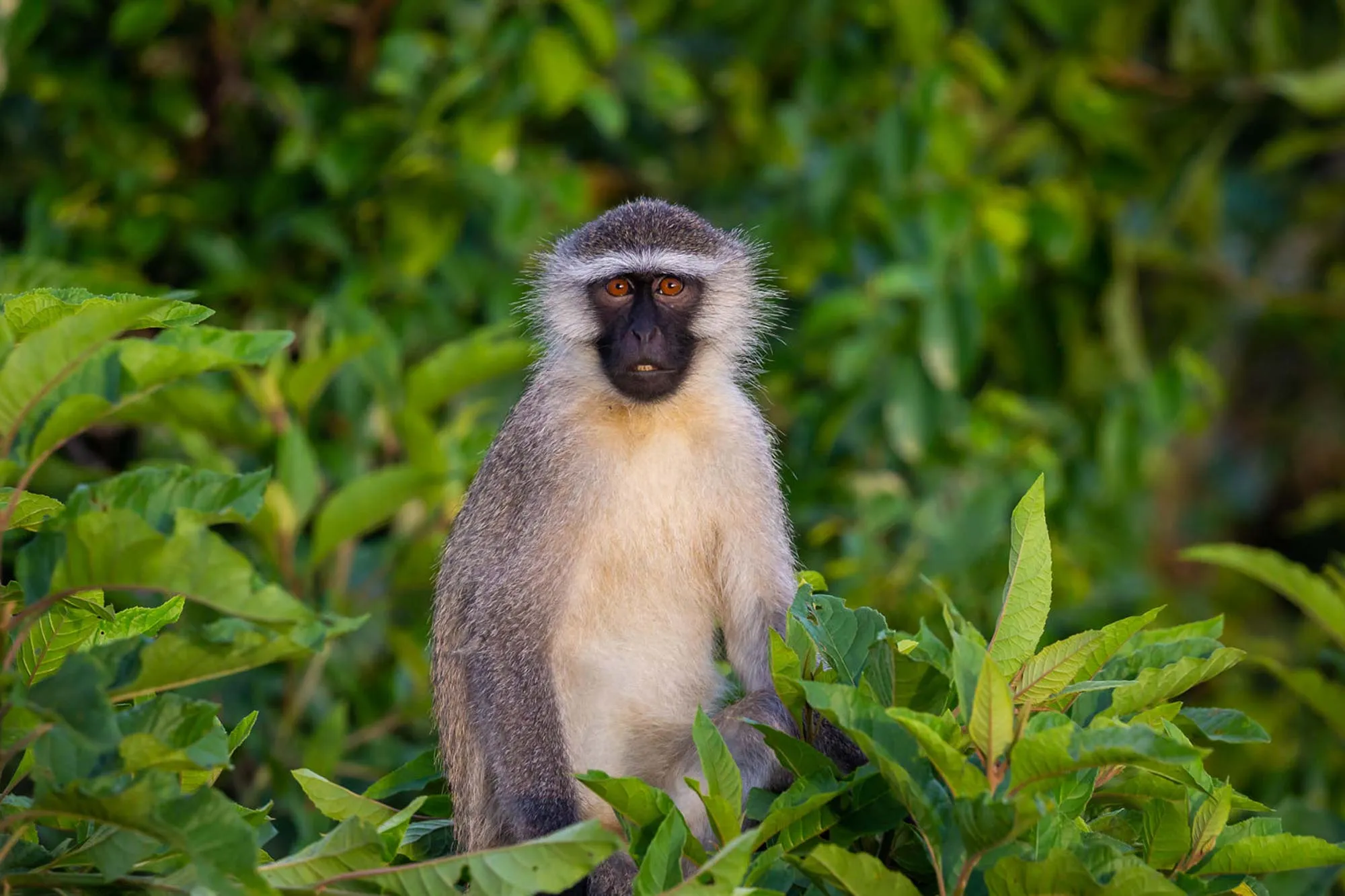 7-Day Primates of Uganda Safari